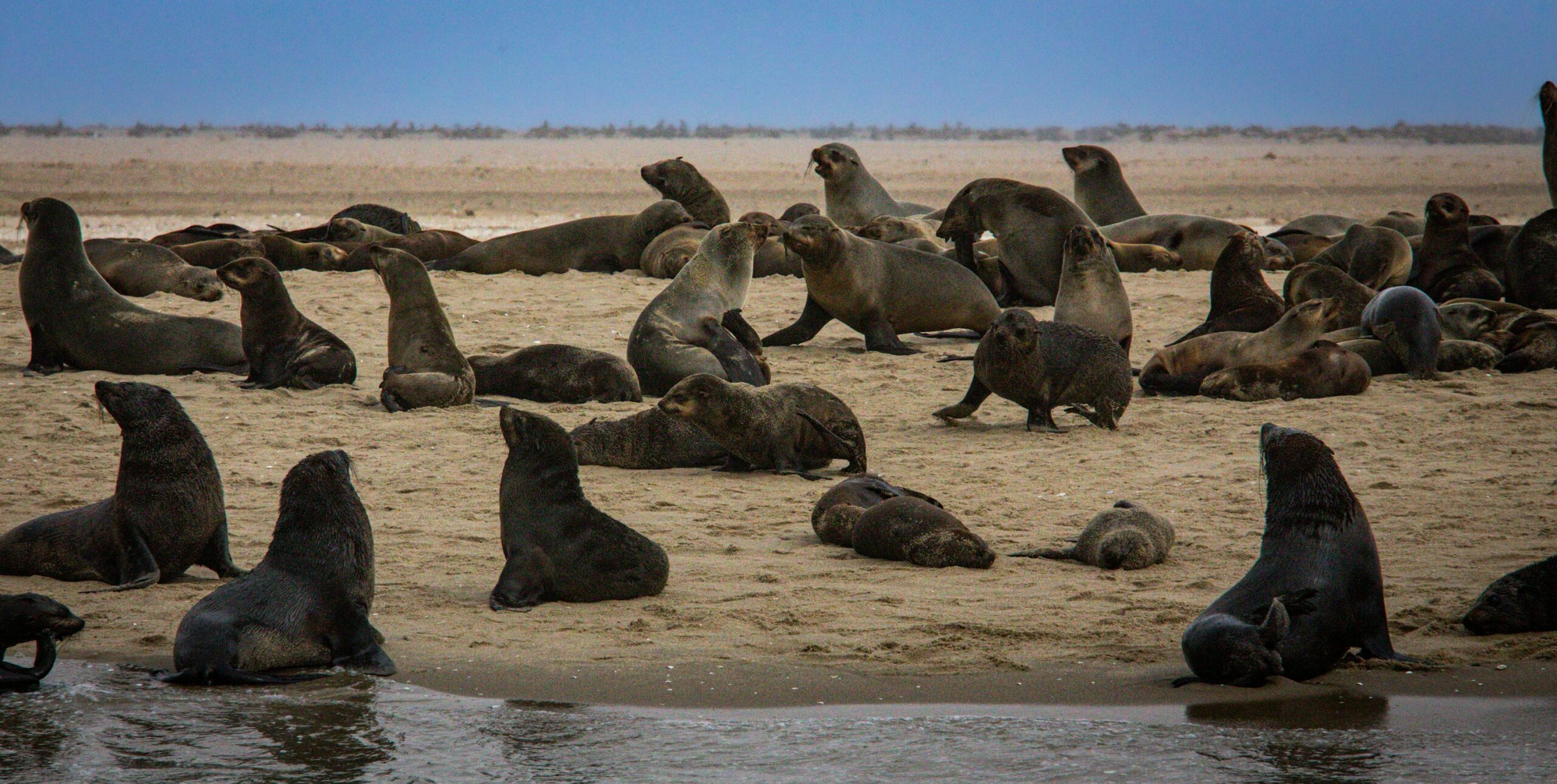 Sea_Lions